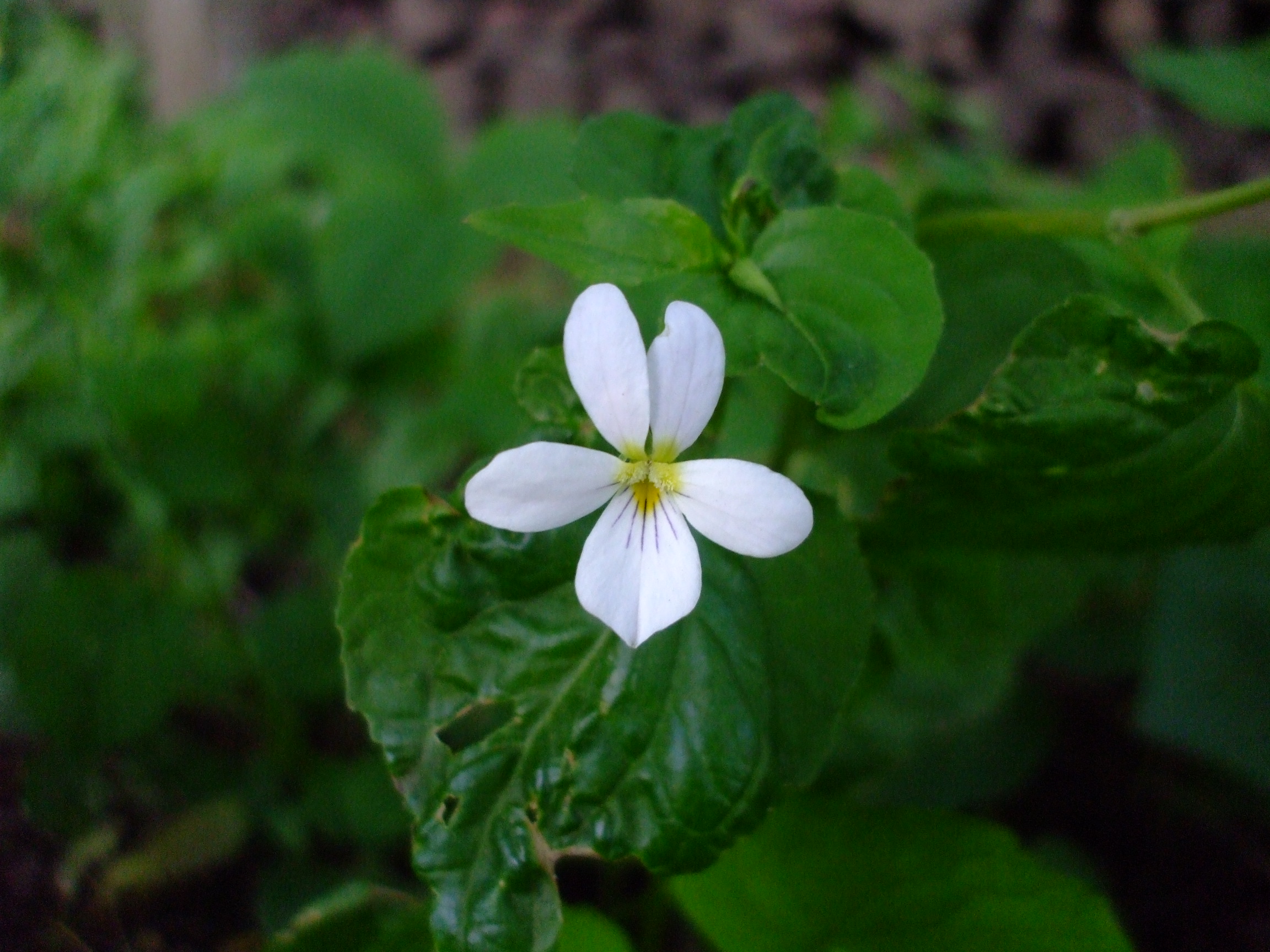 Viola canadensis